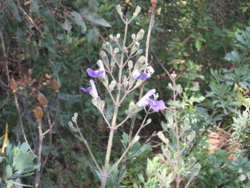 Photo of Salvia (Salvia candelabrum) uploaded by wcgypsy