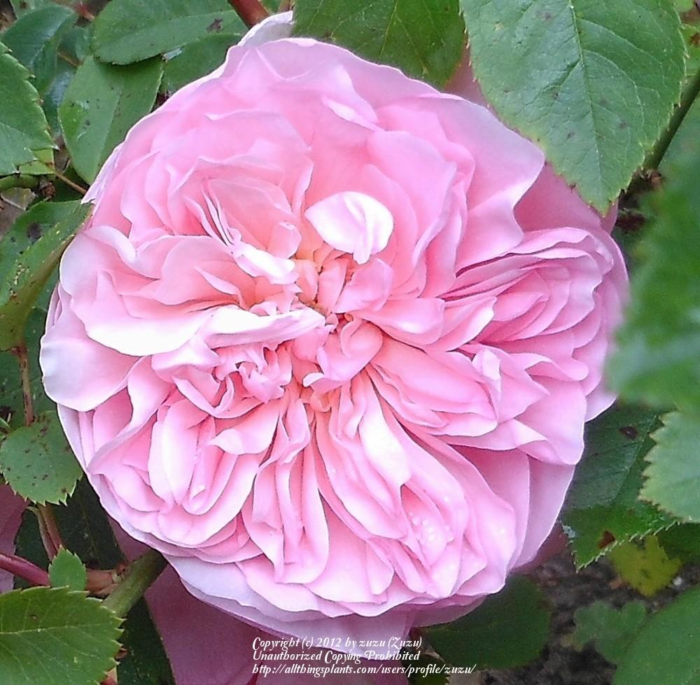 Photo of Rose (Rosa 'Sonia Rykiel') uploaded by zuzu