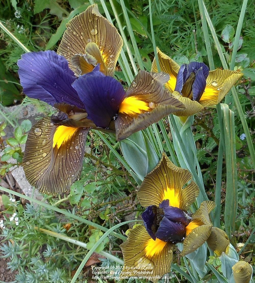 Photo of Dutch Iris (Iris x hollandica 'Eye of the Tiger') uploaded by zuzu