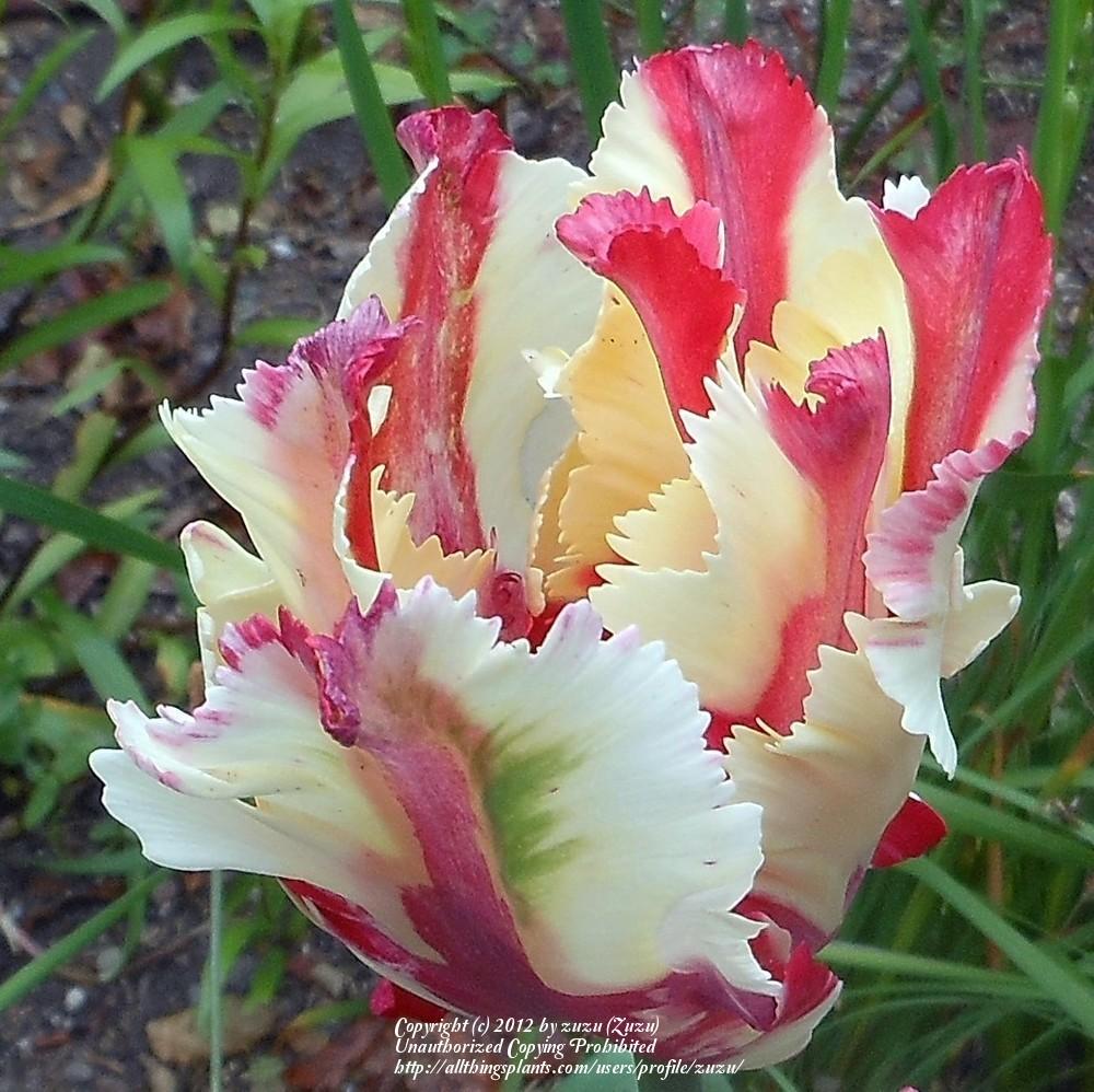 Photo of Parrot Tulip (Tulipa 'Flaming Parrot') uploaded by zuzu