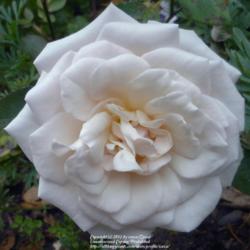 Location: In my Northern California garden
Date: 2012-04-23