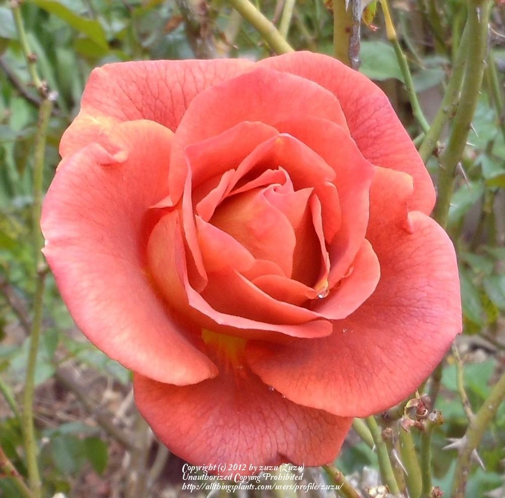 Photo of Rose (Rosa 'Laura Bush') uploaded by zuzu