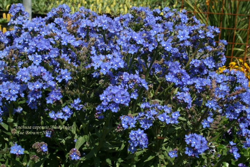 Photo of Summer Forget-Me-Not (Anchusa capensis 'Blue Angel') uploaded by Calif_Sue