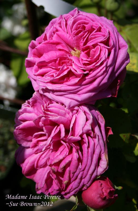 Photo of Rose (Rosa 'Madame Isaac Pereire') uploaded by Calif_Sue