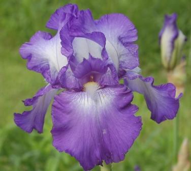 Photo of Tall Bearded Iris (Iris 'Cycles') uploaded by Dayjillymo
