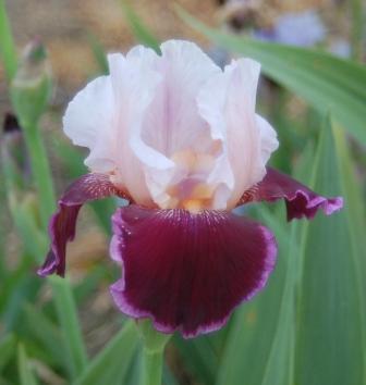 Photo of Tall Bearded Iris (Iris 'Crimson Snow') uploaded by Dayjillymo