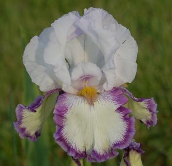 Photo of Tall Bearded Iris (Iris 'Degas Dancer') uploaded by Dayjillymo