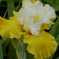 Location: Western Kentucky
Date: April 2012
I love this Iris -- it can be seen a block away!!