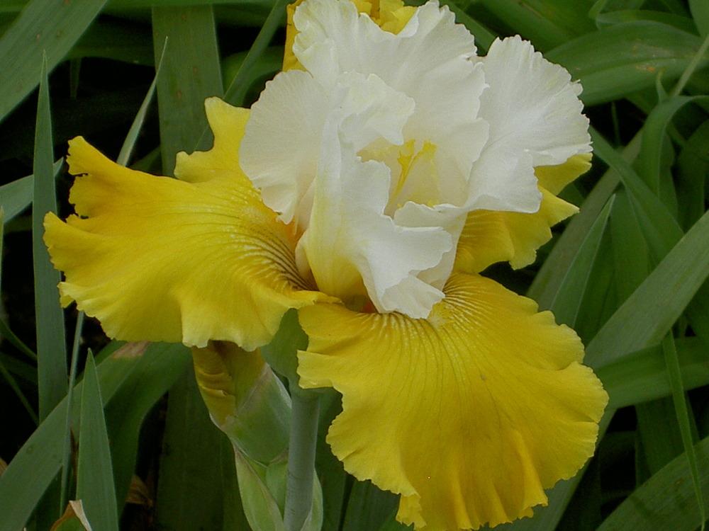 Photo of Tall Bearded Iris (Iris 'Aura Light') uploaded by Muddymitts