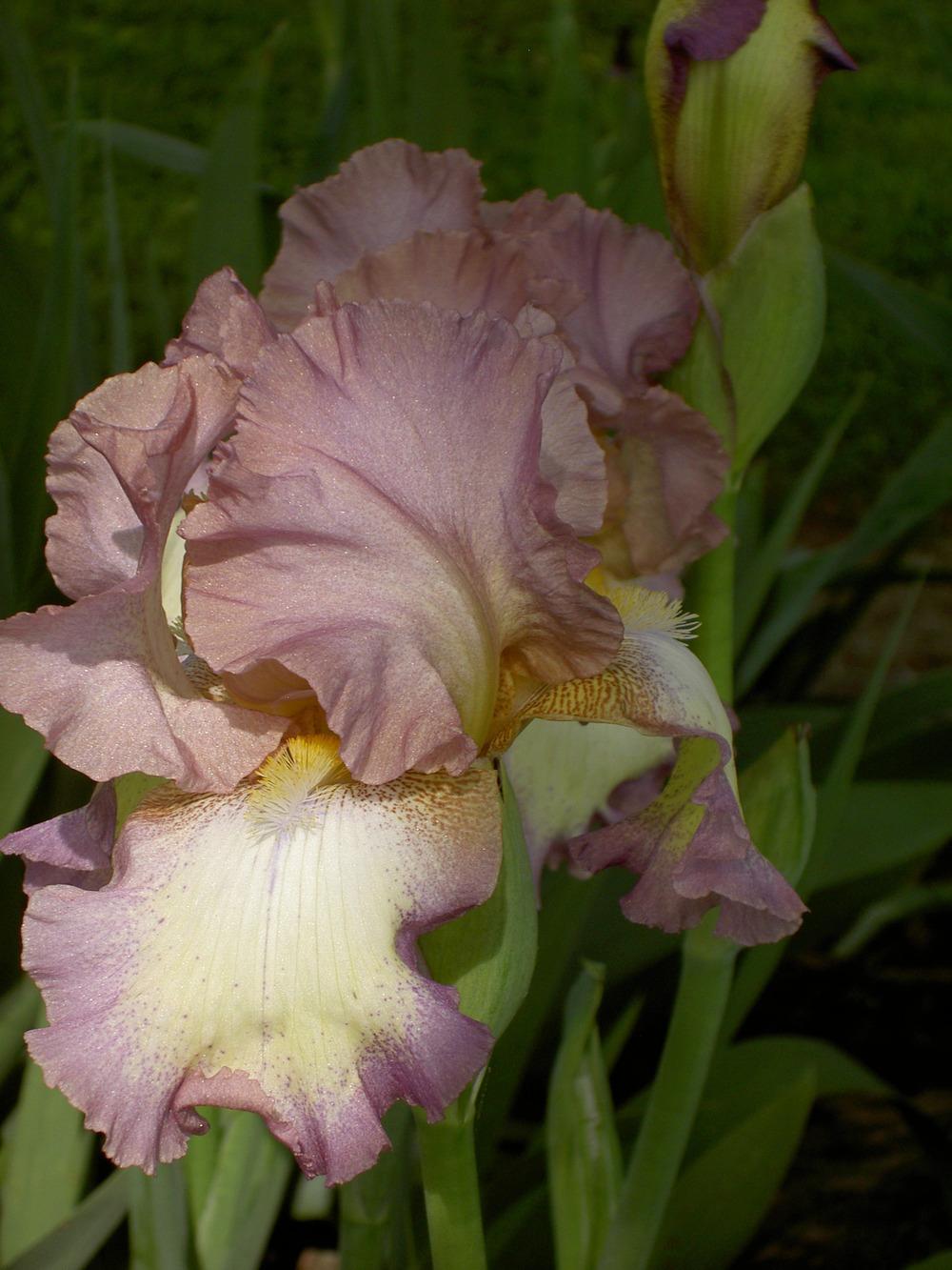 Photo of Tall Bearded Iris (Iris 'Smoke Rings') uploaded by Muddymitts