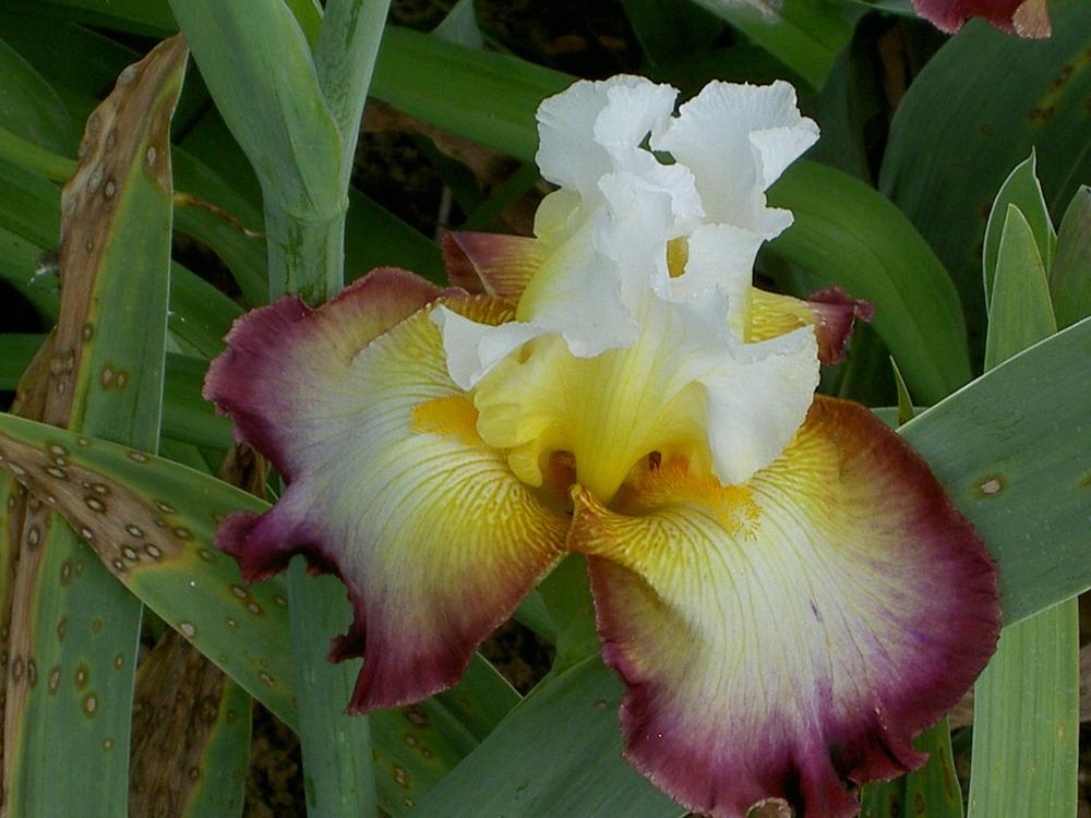 Photo of Tall Bearded Iris (Iris 'Starship Enterprise') uploaded by Muddymitts