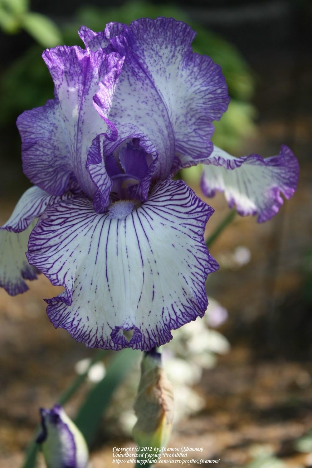 Photo of Tall Bearded Iris (Iris 'Autumn Circus') uploaded by Shannon