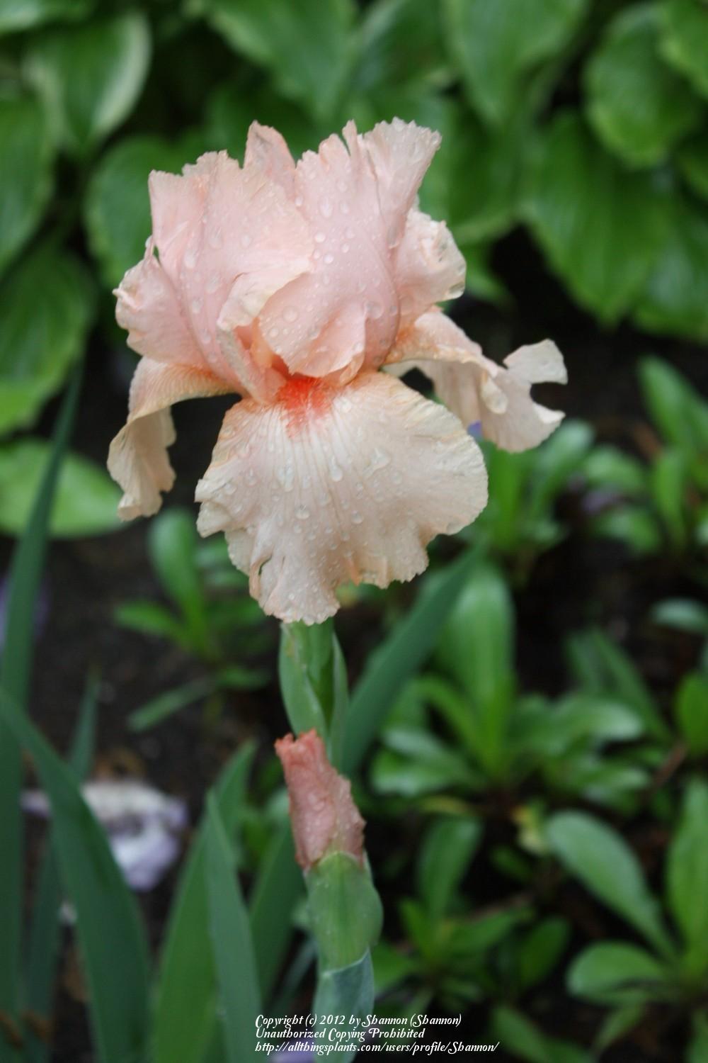 Photo of Tall Bearded Iris (Iris 'Beverly Sills') uploaded by Shannon