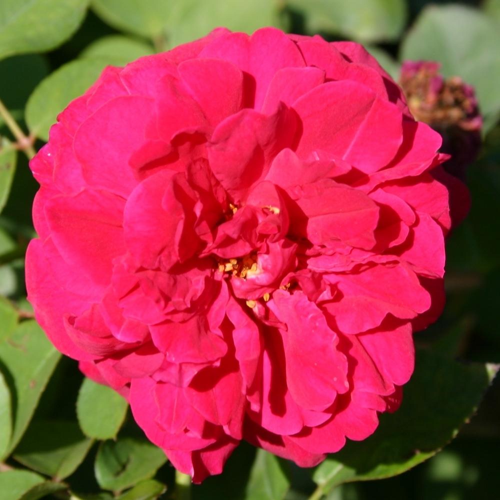 Photo of Rose (Rosa 'Tess of the d'Urbervilles') uploaded by dave