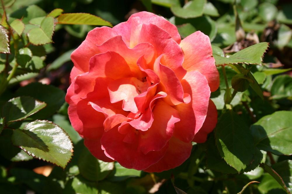 Photo of Rose (Rosa 'Easy Does It') uploaded by dave