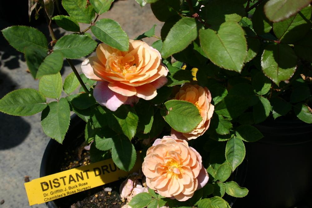 Photo of Rose (Rosa 'Distant Drums') uploaded by dave