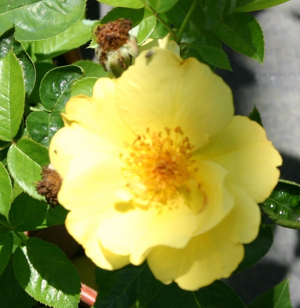 Photo of Rose (Rosa 'Lemon Fizz') uploaded by dave