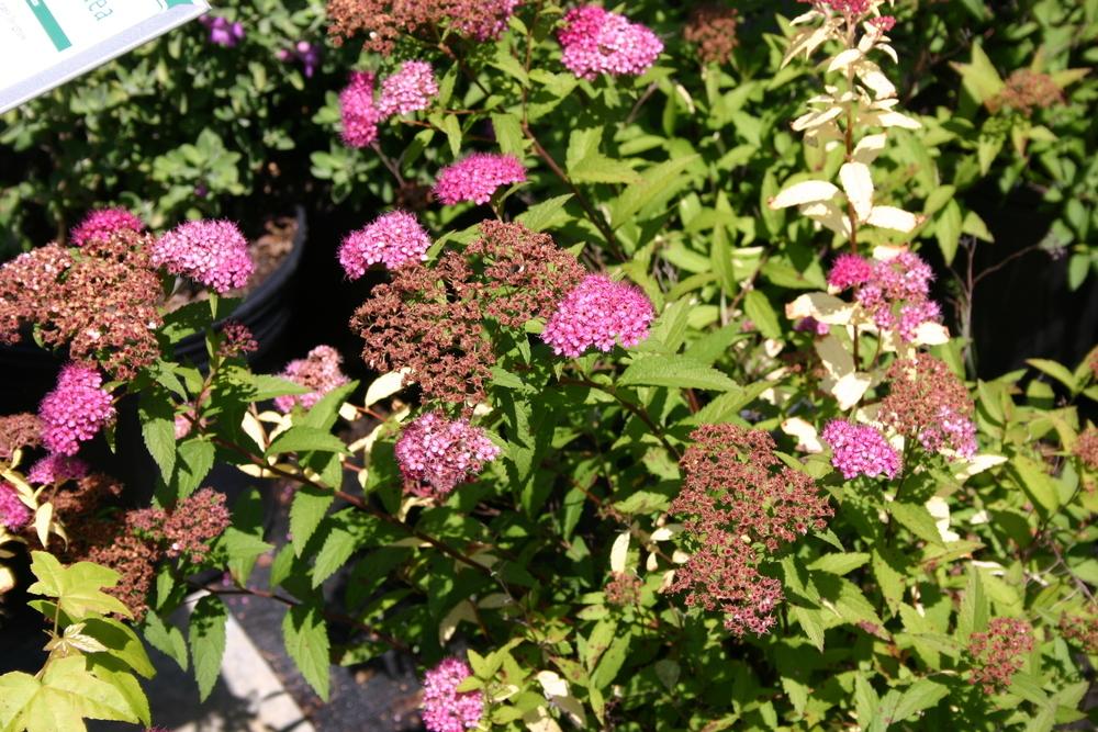 Photo of Japanese Spirea (Spiraea japonica 'Dolchica') uploaded by dave