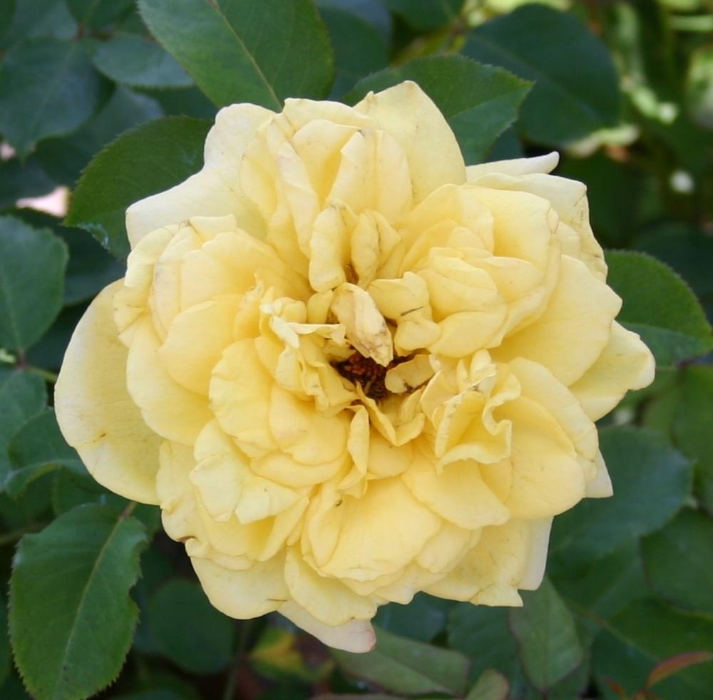 Photo of Rose (Rosa 'Golden Fairy Tale') uploaded by dave