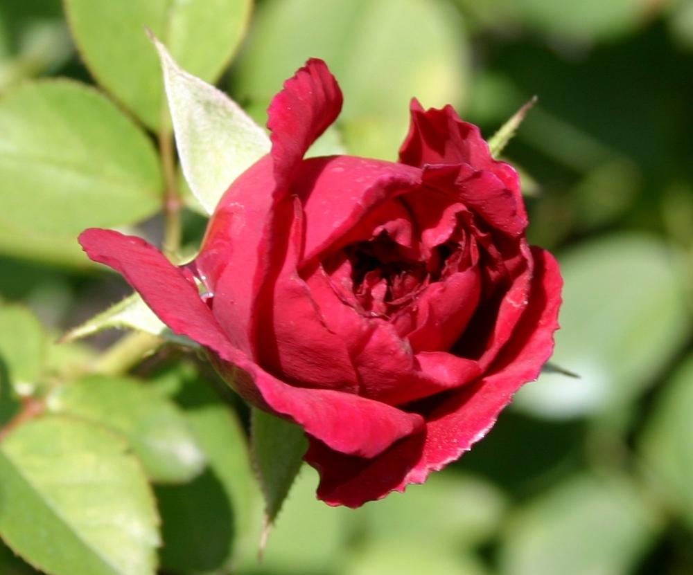 Photo of Rose (Rosa 'Tess of the d'Urbervilles') uploaded by dave
