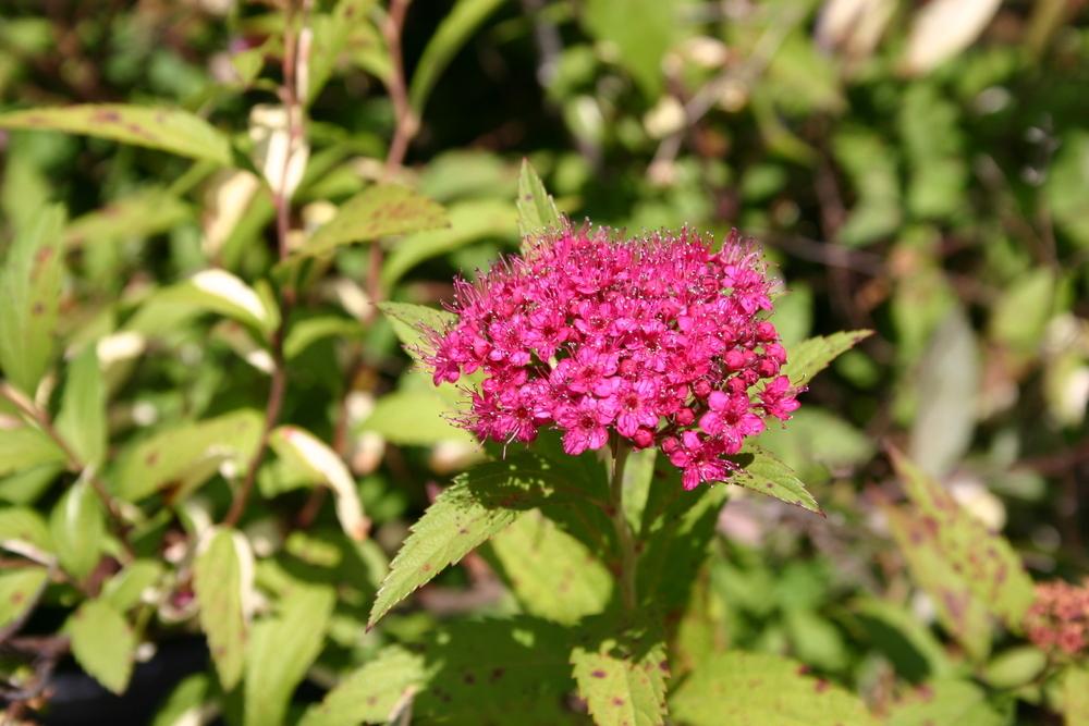 Photo of Japanese Spirea (Spiraea japonica 'Dolchica') uploaded by dave