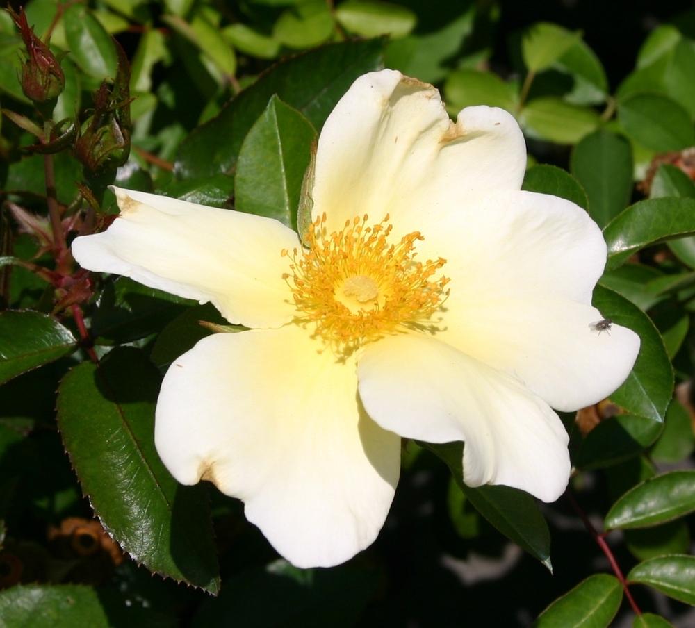 Photo of Rose (Rosa 'Mermaid') uploaded by dave