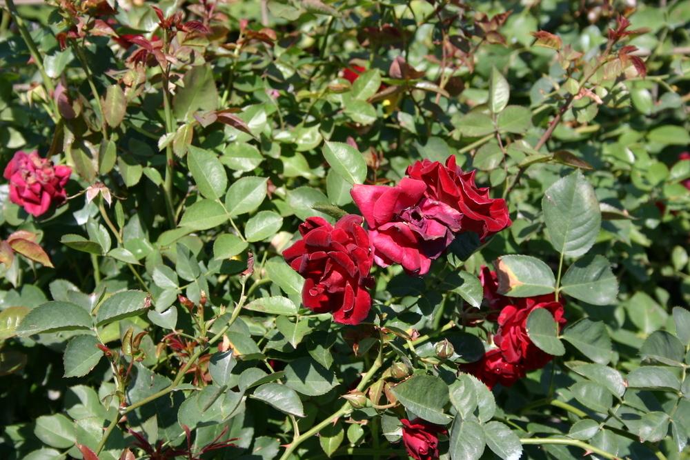Photo of Rose (Rosa 'Red Fountain') uploaded by dave
