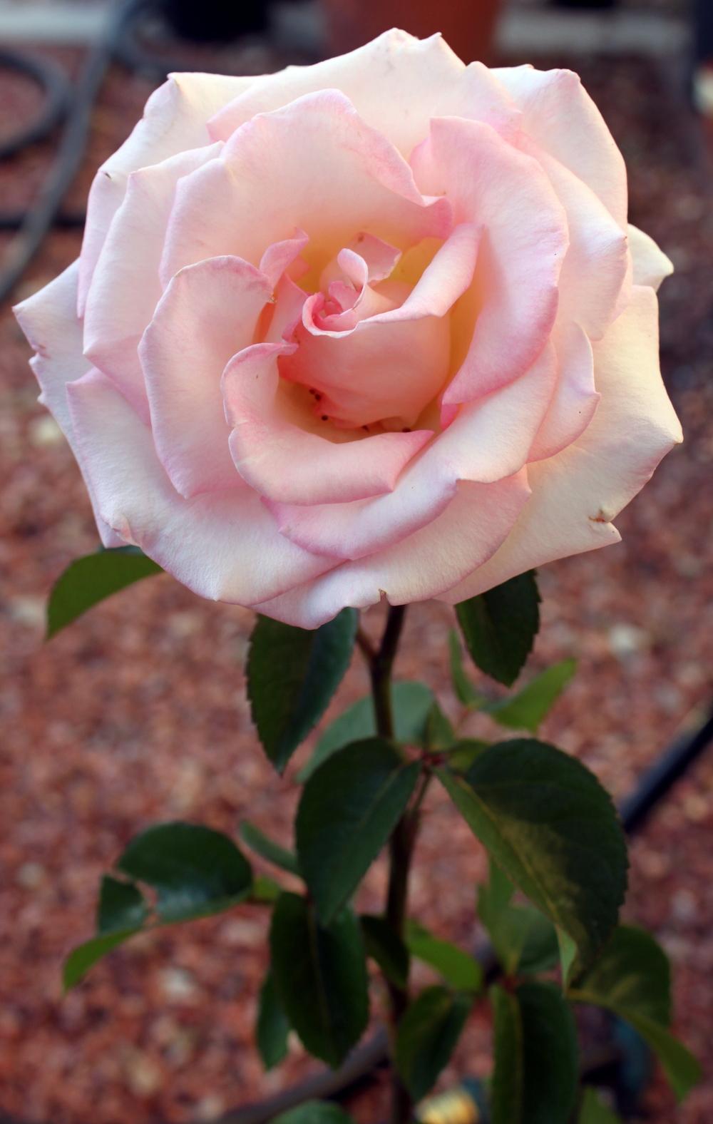 Photo of Rose (Rosa 'Pink Promise') uploaded by jakedasnake89
