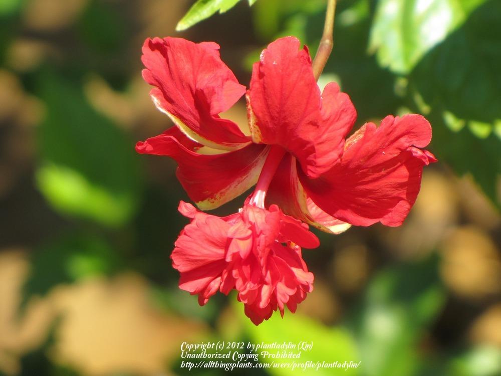 Photo of Tropical Hibiscus (Hibiscus rosa-sinensis 'El Capitolio Bloody Mary') uploaded by plantladylin