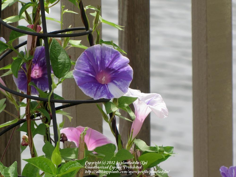 Photo of Japanese Morning Glory (Ipomoea nil 'Tie Dye') uploaded by plantladylin