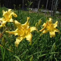 
Date: 2010-07-05
Photo Courtesy of Nova Scotia Daylilies Used with Permission