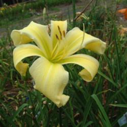 
Date: 2009-08-23
Photo Courtesy of Nova Scotia Daylilies Used with Permission