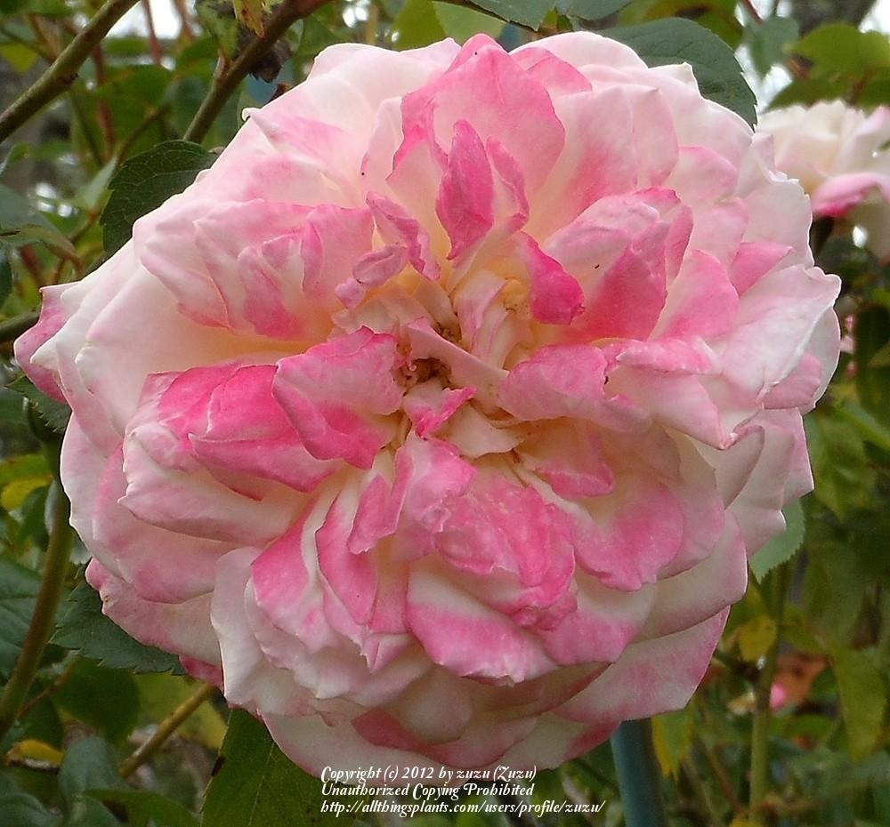 Photo of Rose (Rosa 'Three Weddings') uploaded by zuzu