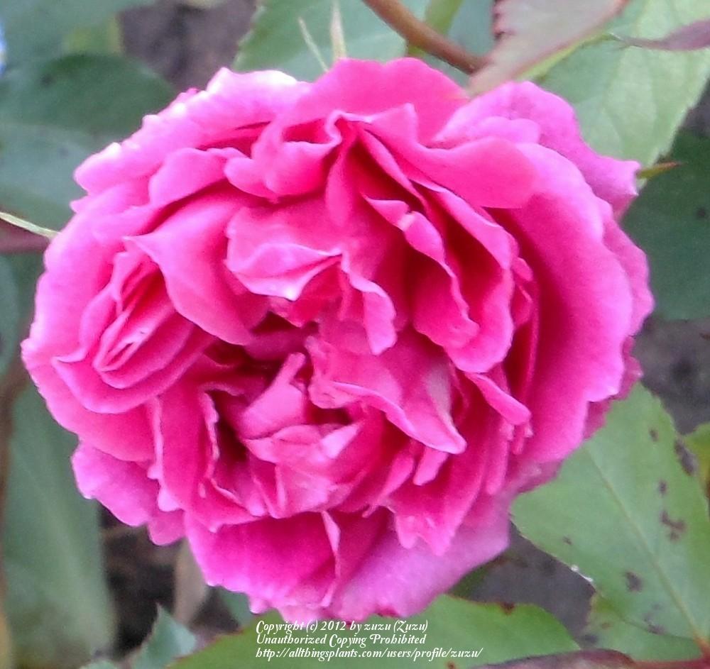 Photo of Rose (Rosa 'Carnation') uploaded by zuzu