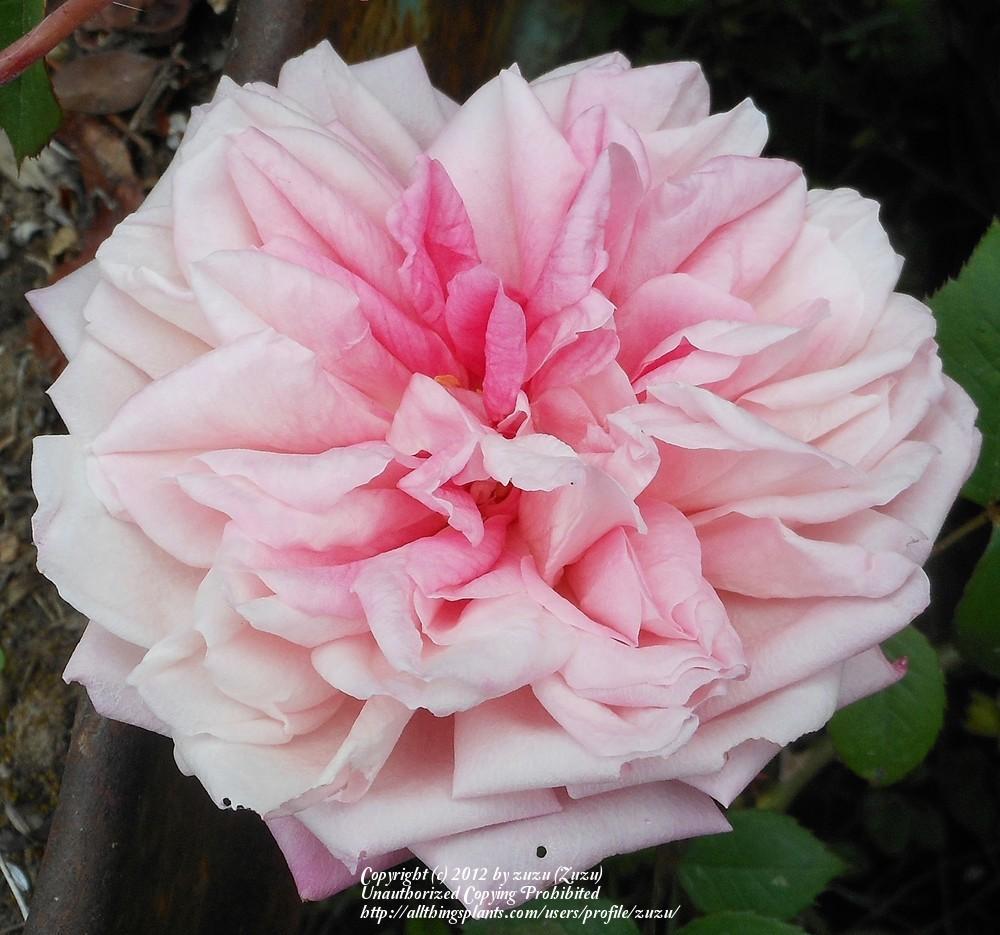 Photo of Rose (Rosa 'Marie d'Orleans') uploaded by zuzu