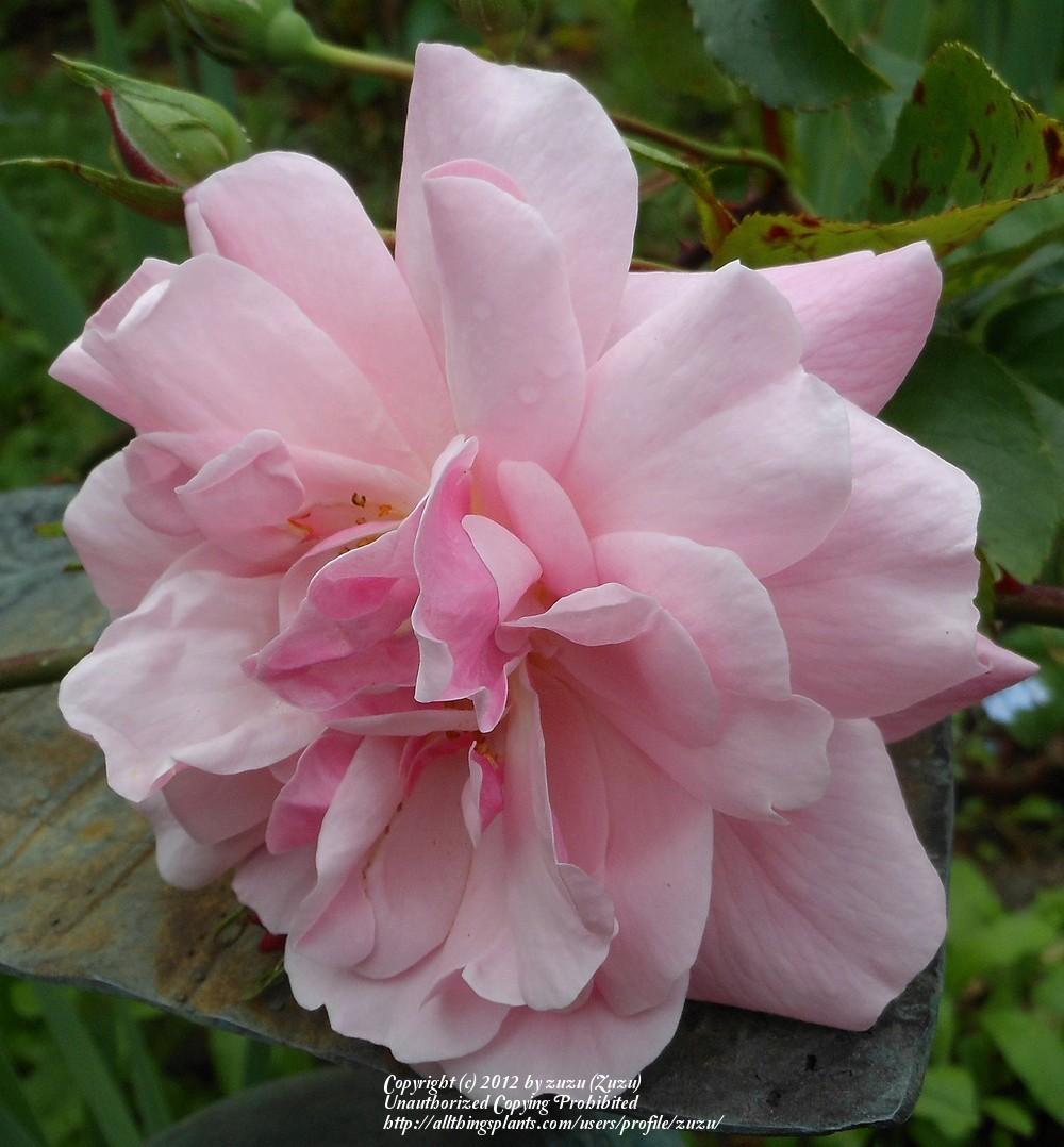 Photo of Rose (Rosa 'Marchenland') uploaded by zuzu
