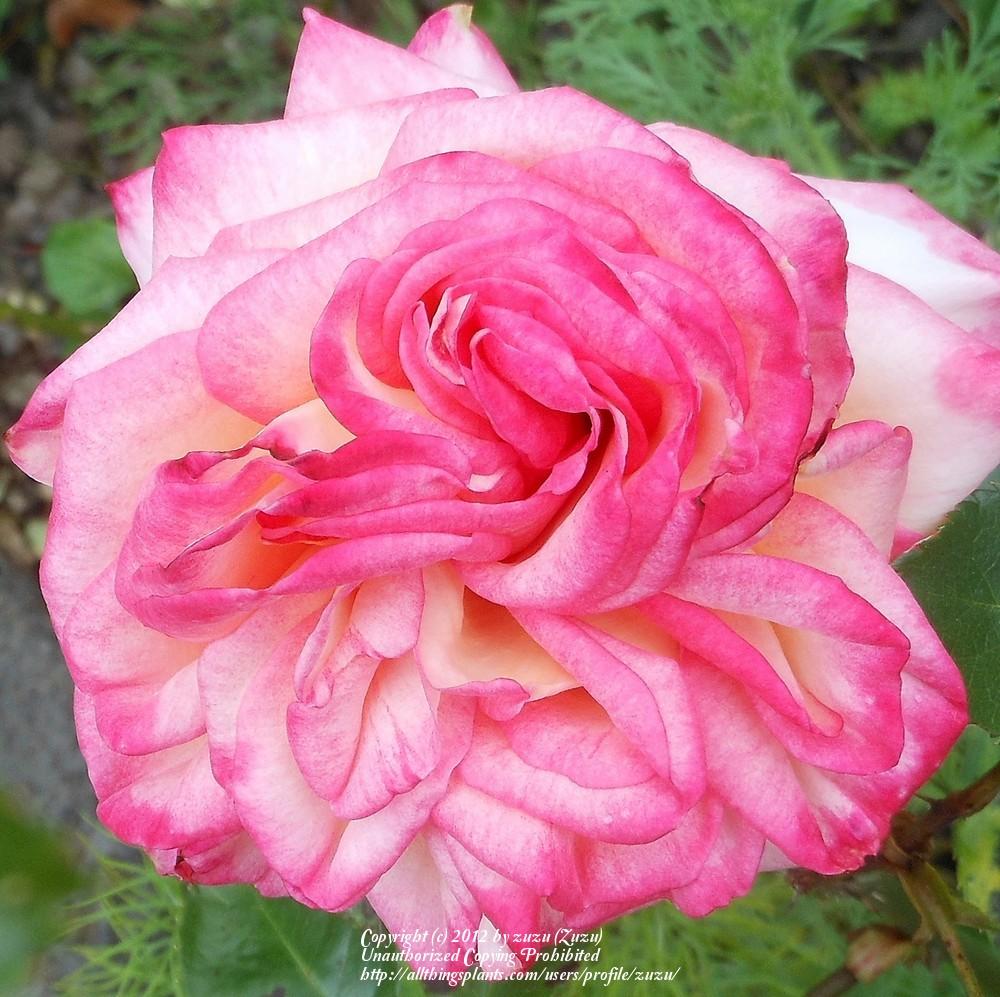 Photo of Rose (Rosa 'Rina Herholdt') uploaded by zuzu