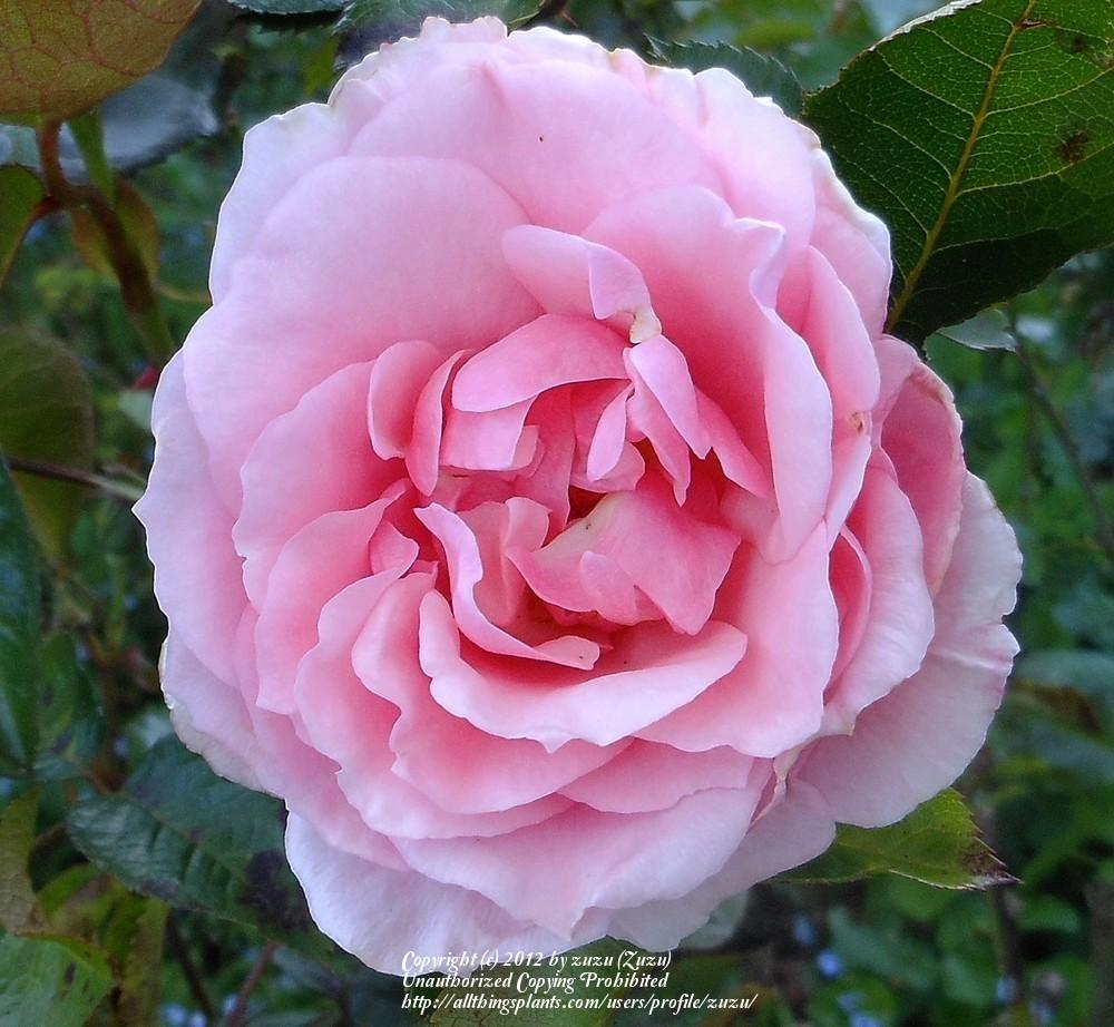 Photo of Rose (Rosa 'Victorian Spice') uploaded by zuzu