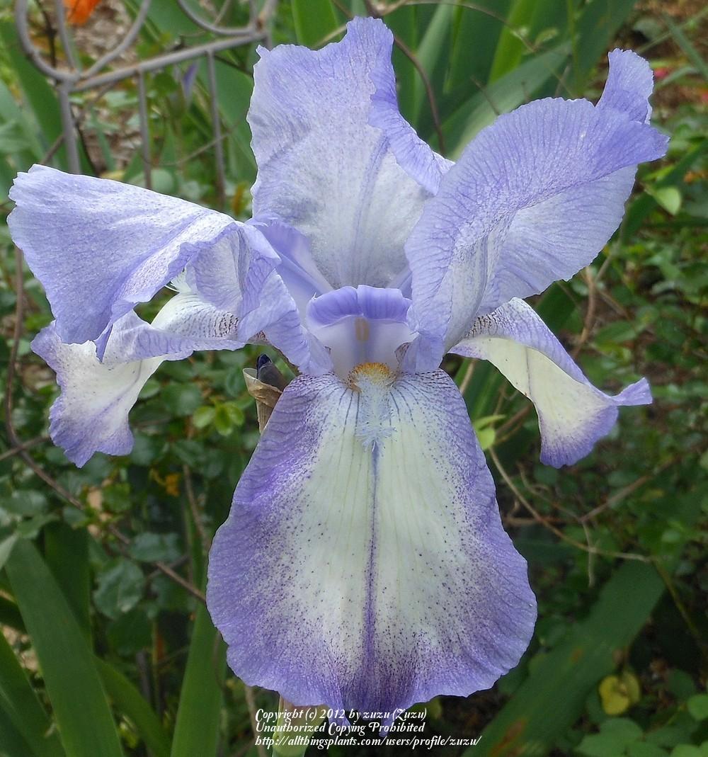 Photo of Tall Bearded Iris (Iris 'Blue Shimmer') uploaded by zuzu