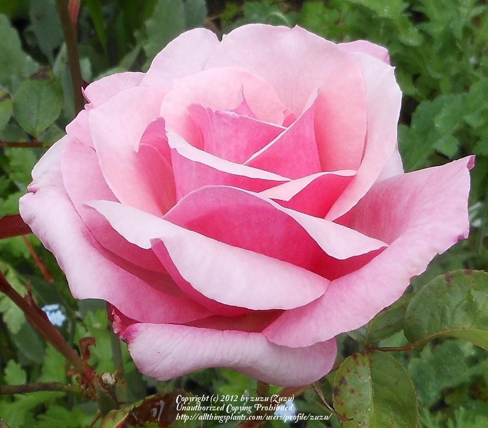 Photo of Rose (Rosa 'Columbus Queen') uploaded by zuzu