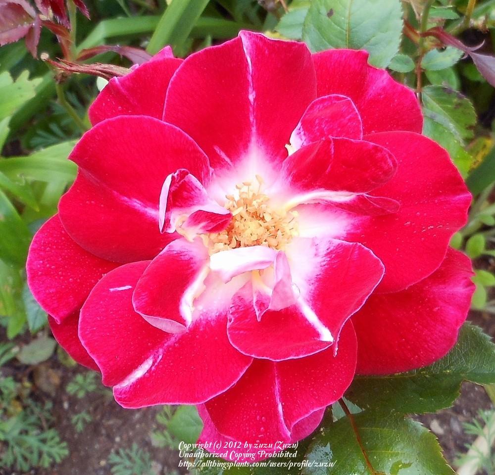 Photo of Rose (Rosa 'Old Master') uploaded by zuzu