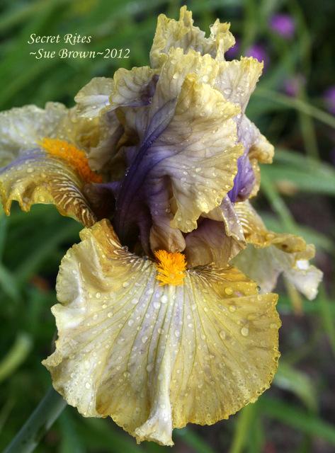 Photo of Tall Bearded Iris (Iris 'Secret Rites') uploaded by Calif_Sue