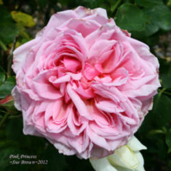 Location: San Jose Heritage Rose Garden
Date: 2012-04-25