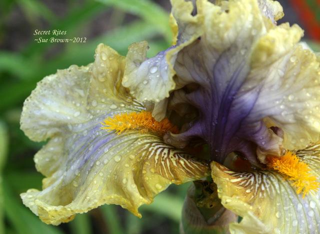 Photo of Tall Bearded Iris (Iris 'Secret Rites') uploaded by Calif_Sue