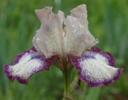 Photo of Intermediate Bearded Iris (Iris 'Agatha Christie') uploaded by Dayjillymo