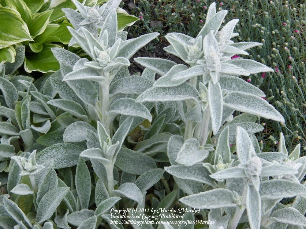 Photo of Lambs' Ears (Stachys byzantina) uploaded by Marilyn