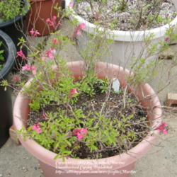 Location: My garden in Kentucky
Date: 2012-04-22
I'm thrilled that my container of 3 plants survived our 'unusuall