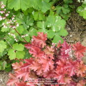 Location: My garden in KentuckyDate: 2012-04-22