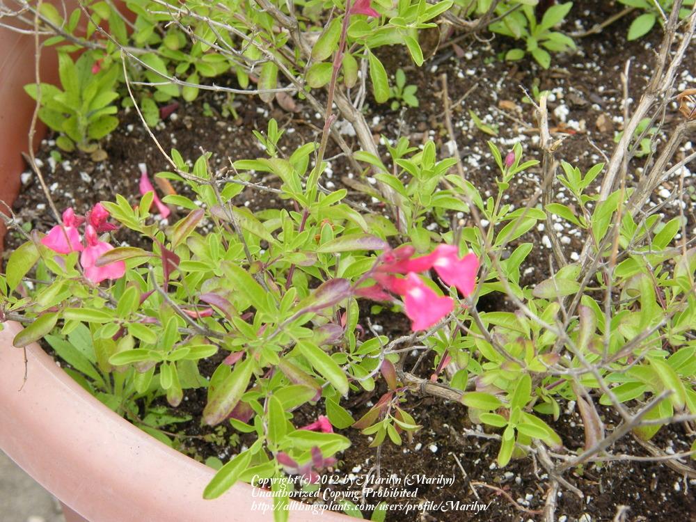 Photo of Autumn Sage (Salvia greggii 'Lipstick') uploaded by Marilyn