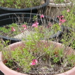 Location: My garden in Kentucky
Date: 2012-04-22
I'm thrilled that my container of 3 plants survived our 'unusuall